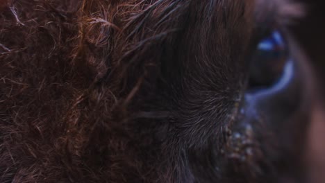 close-up of a cow's eye
