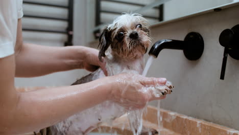 Frau-Und-Hund-Im-Badezimmer