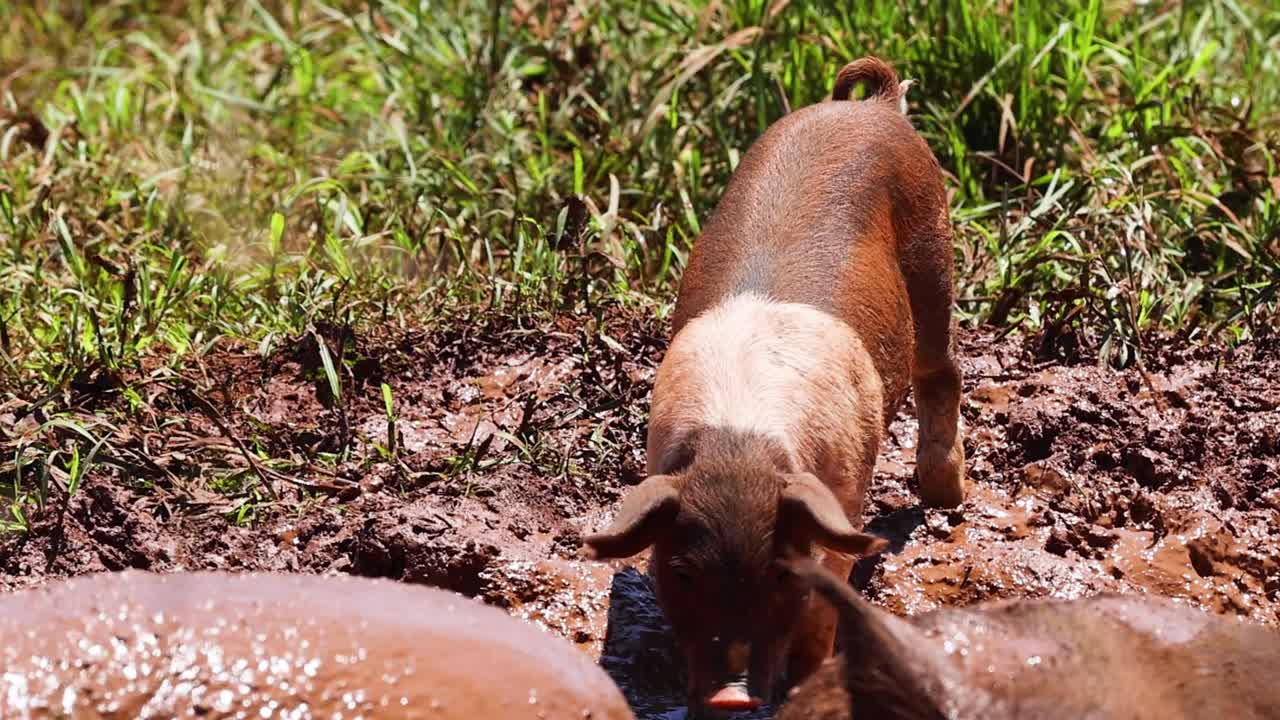 돼지는 진 웅이에서 행복하게 떠돌아다닙니다.