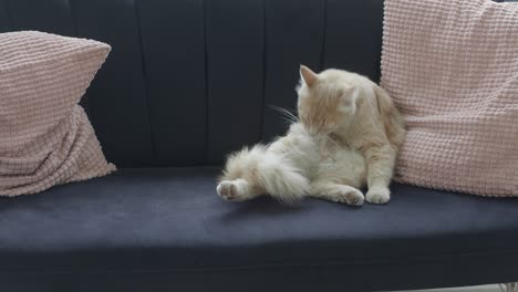 a fluffy orange cat sitting on a couch and grooming itself