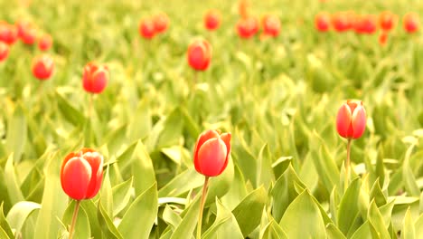 red tulips waving in the wind