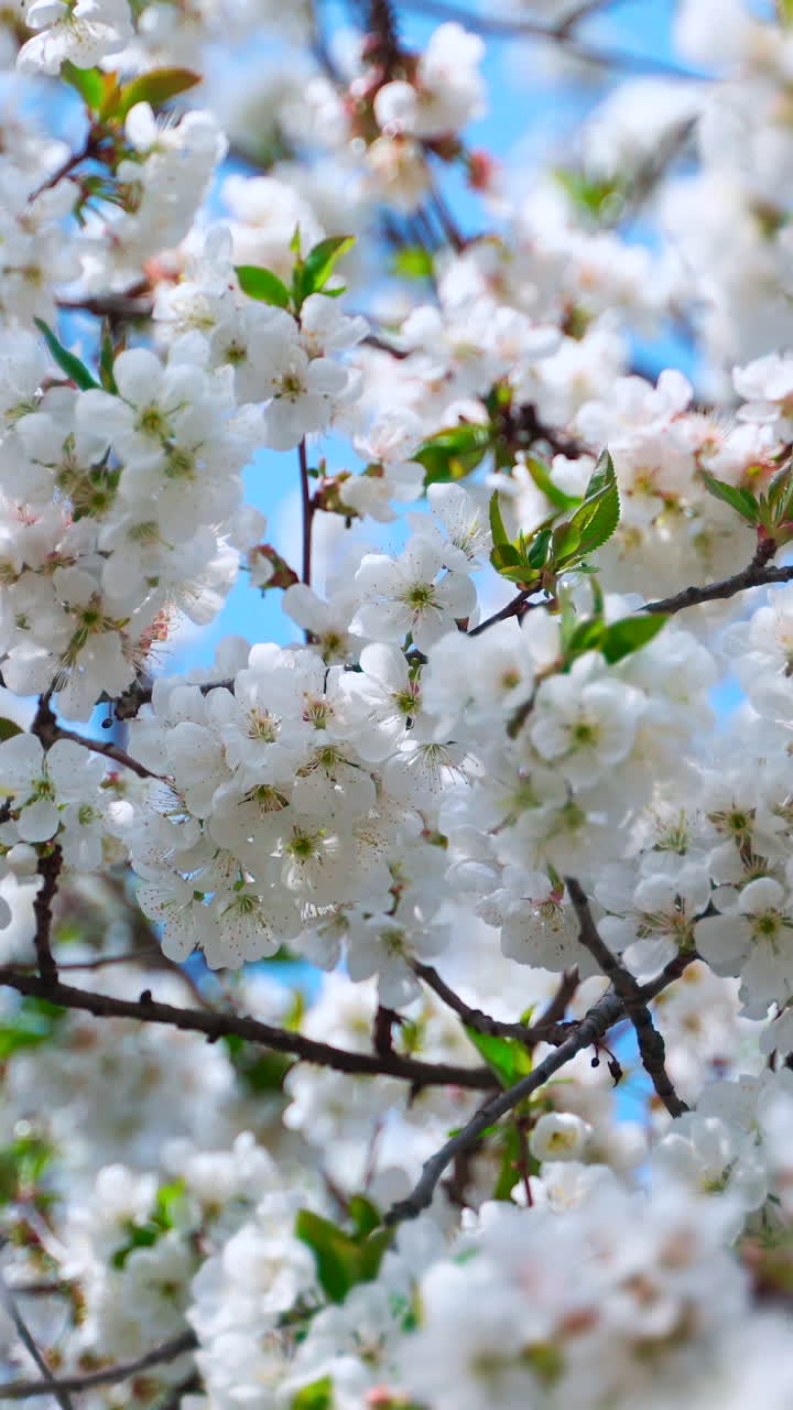 White cherry flowers on the branches. Sunny spring garden. Vertical video