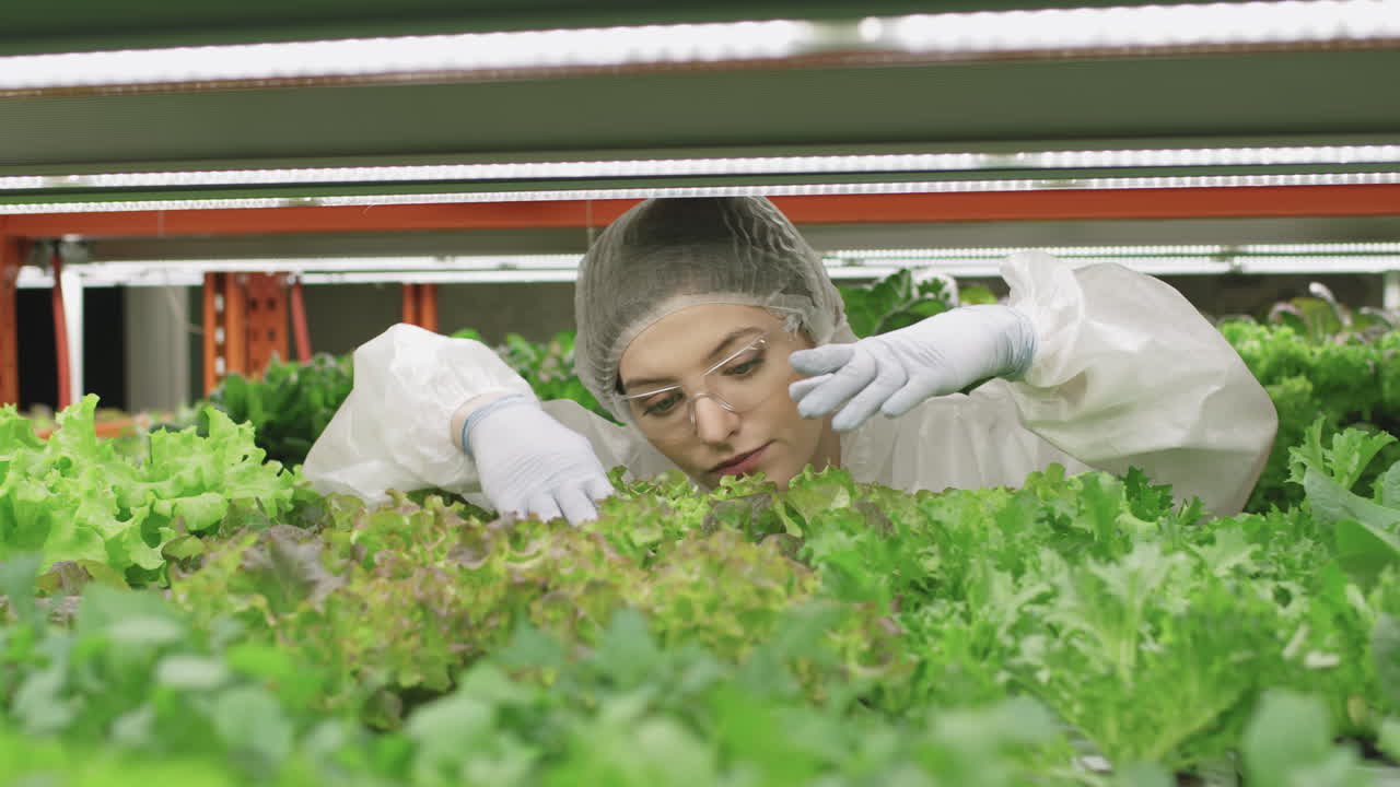 Female Greenhouse Worker Checking Lettuce Seedlings
