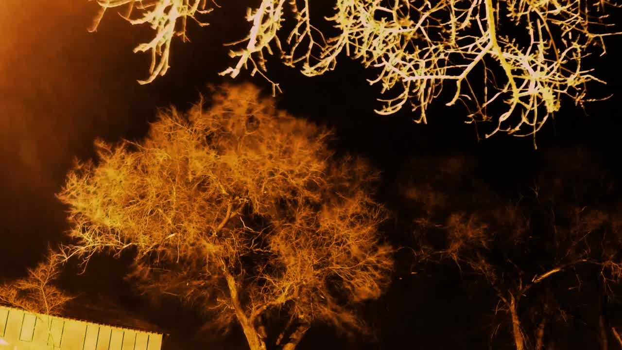 NIGHT LAPSE - Day to today with spooky dead branches hanging from a tree