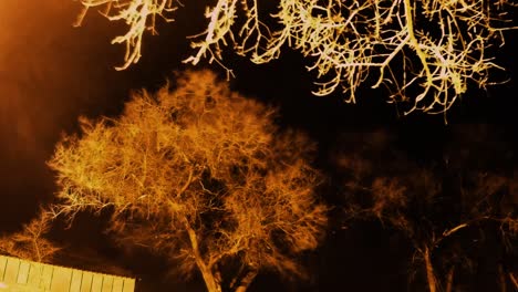 Nachtraffer---Tag-Bis-Heute-Mit-Gruseligen-Toten-Ästen,-Die-An-Einem-Baum-Hängen