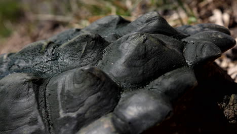 Close-up-snapping-turtle-shell