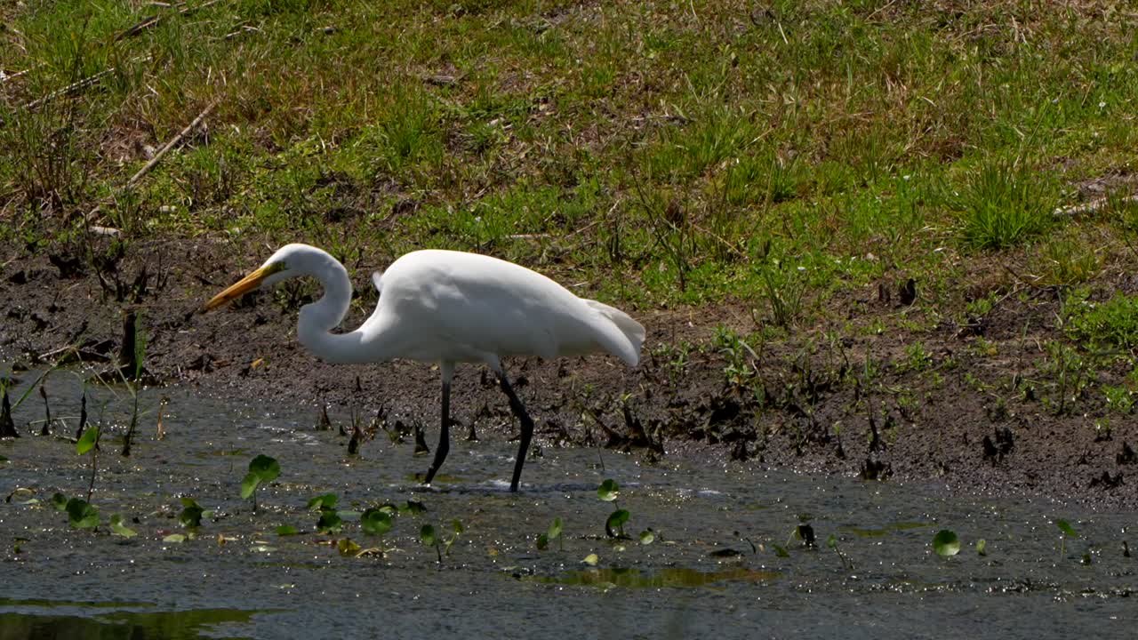 Great egret catching several fish