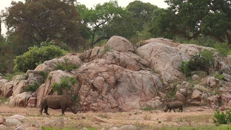 a wide shot of a white rhino - her calf standing in front of a rocky hill