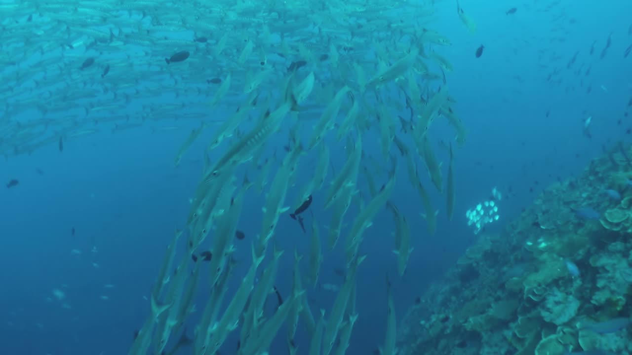 escuela de círculo de barracuda de aleta negra en agua azul, formando un anillo, posibilidad remota