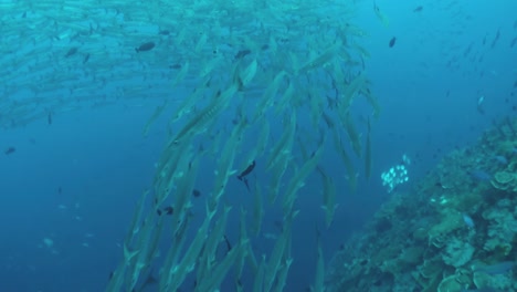 school-of-blackfin-barracuda-circle-in-blue-water,-forming-a-ring,-long-shot