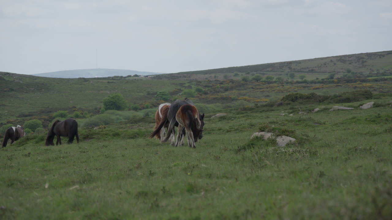 caballos salvajes pastando en el parque nacional de dartmoor, inglaterra