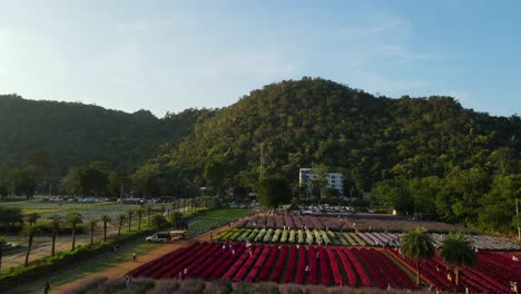 aerial footage sliding to the right of the hokkaido flower park khaoyai revealing the blooming variety of flowers while people find the right spot to take some photographs in pak chong, thailand