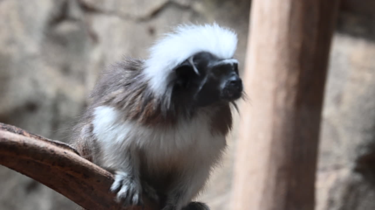 primer plano, cabeza de un mono con una cara negra mirando a su alrededor, zoológico