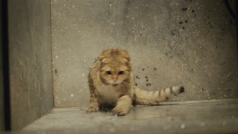 funny ginger cat is trying to catch a jet of water in the shower. the owner plays with a pet who loves water games