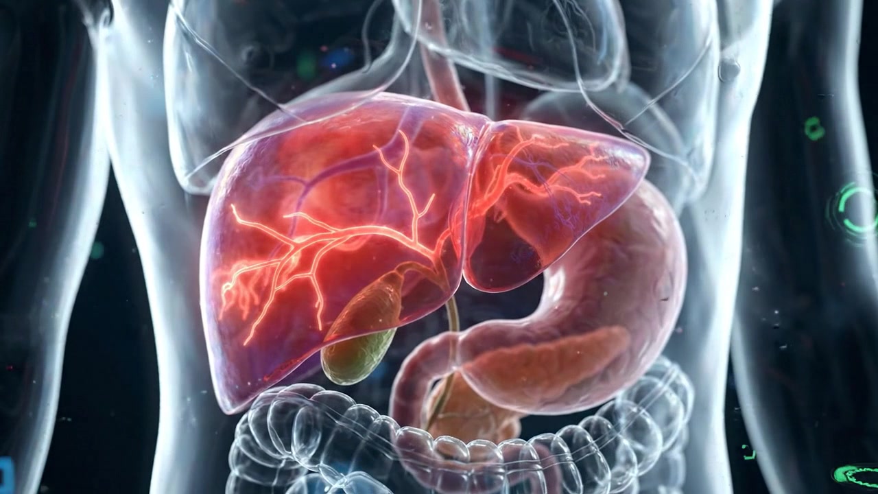 Detailed human liver and stomach highlighted inside transparent torso medical visualization