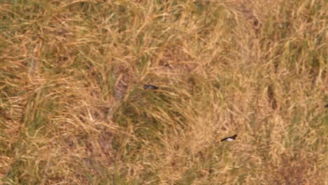 Small-flock-of-Swifts-hunt-for-insects-over-the-grasses-on-side-by-gliding-along-with-teamwork