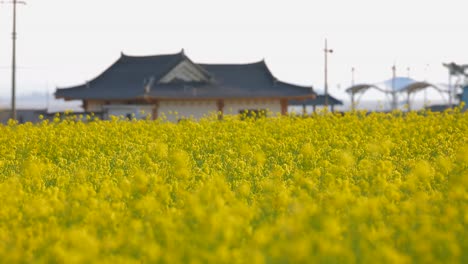 Zeitlupe-Gelber-Blumen,-Die-Vom-Wind-Geschüttelt-Werden