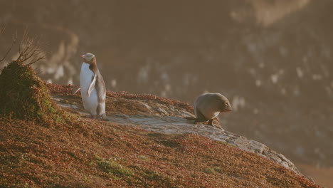 Gelbaugenpinguin-Und-Pelzrobbe-Im-Naturschutzgebiet-Katiki-Point-Lighthouse-In-Moeraki,-Neuseeland