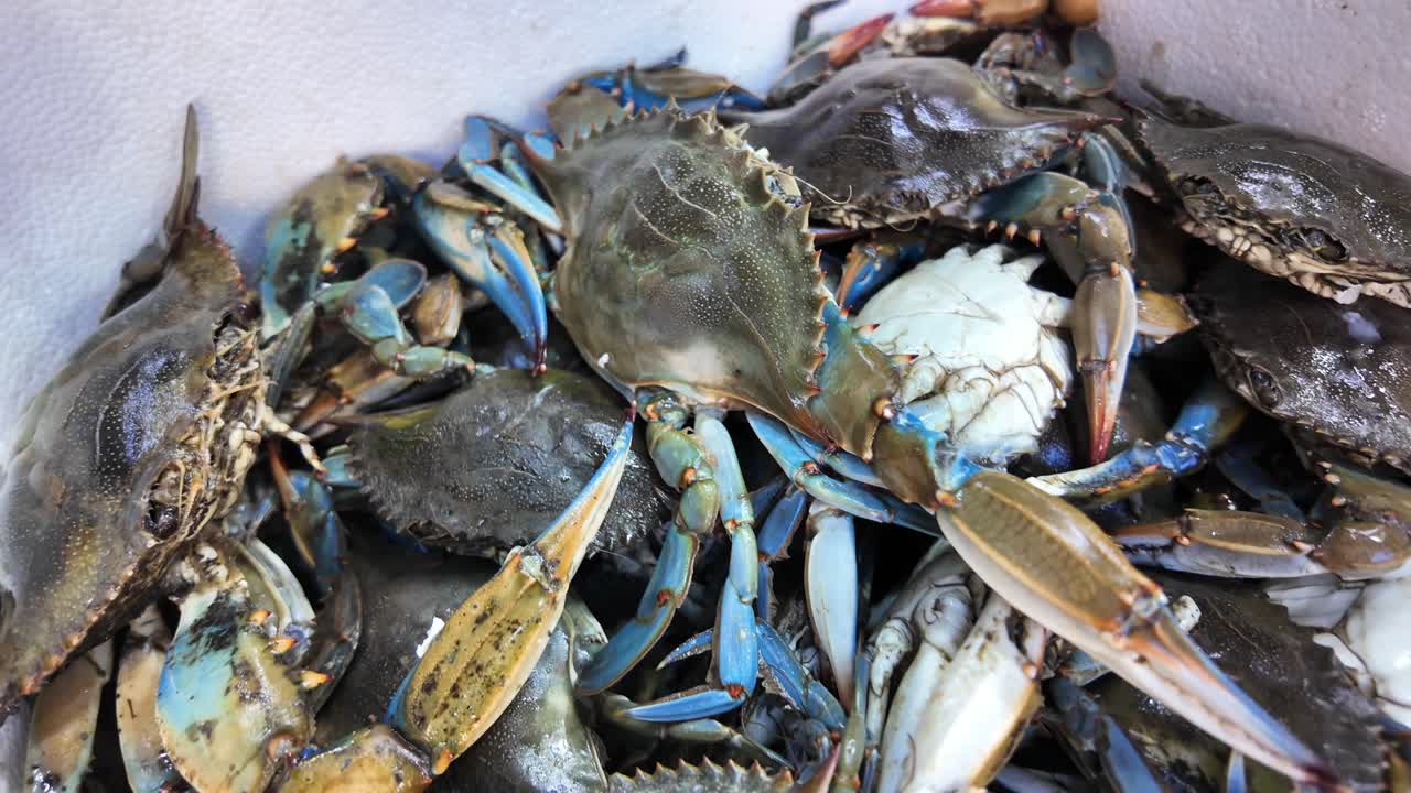 Pile of Fresh Blue Crabs