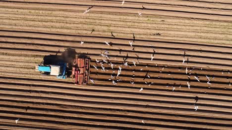 agricultural work on a tractor farmer sows grain. hungry birds are flying behind the tractor, and eat grain from the arable land.