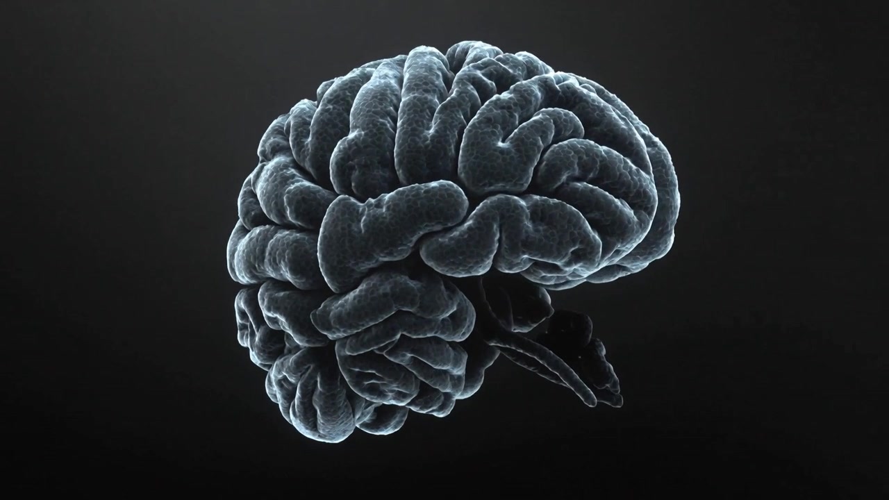 Modelo 3D de cérebro girando em reprodução no fundo, revelando o cerebelo e o tronco cerebral.