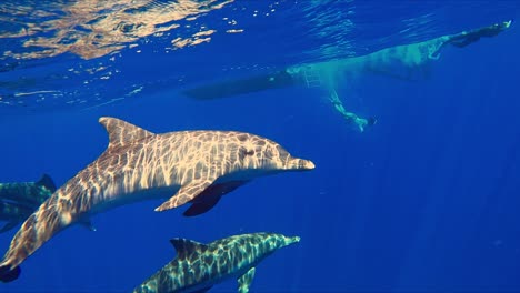 Nahaufnahme-Von-Spinnerdelfinen-Unter-Dem-Meer-Mit-Tauchern-Im-Hintergrund