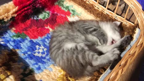 kittens