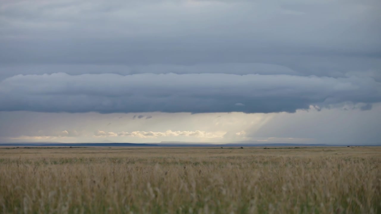 Una nube a mensola in movimento porta vento, alte erbe dorate ondeggiano sulla prateria, formando una colonna di pioggia.