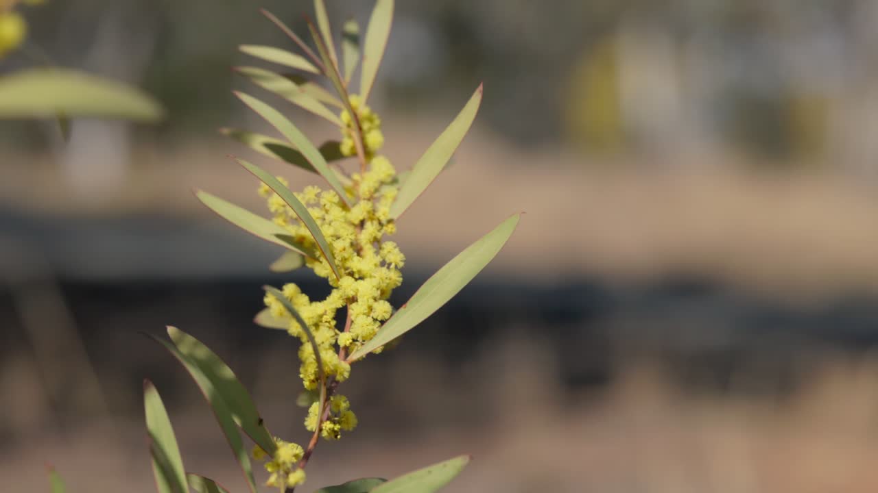 Native golden wattle blossoms swaying in slow motion, Australia’s national floral emblem