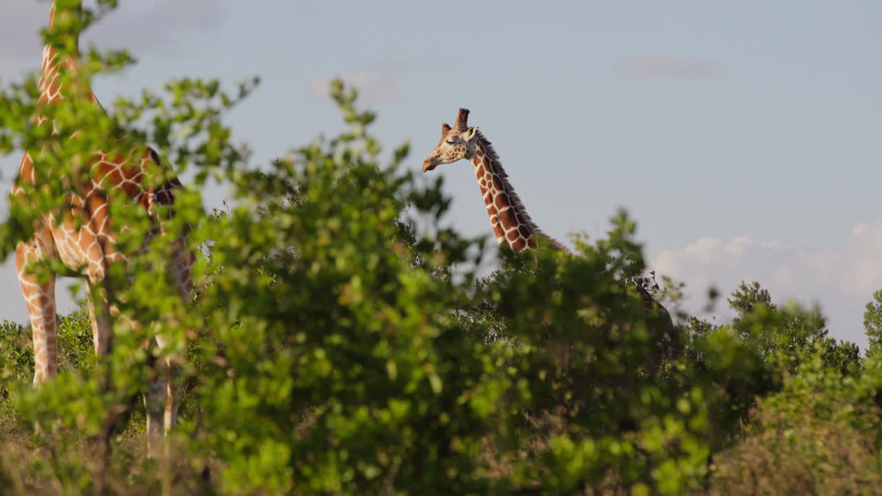 Giraffa reticolata solitaria che cammina accanto a un'altra giraffa