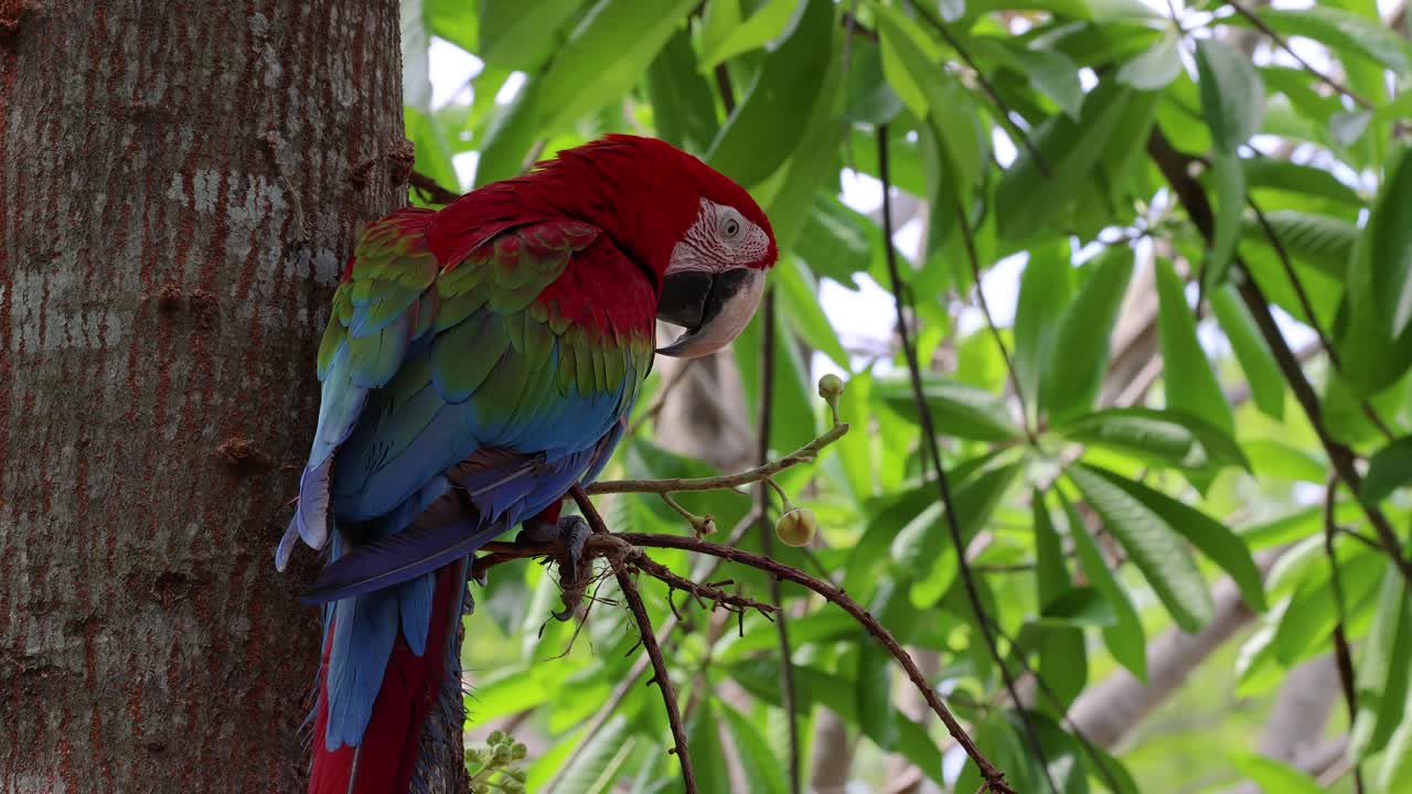 el guacamayo vibrante interactuando con su entorno