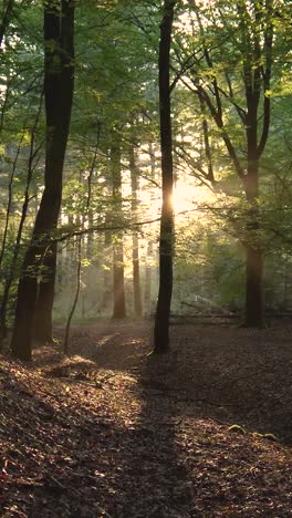 sunlight filtering through a forest