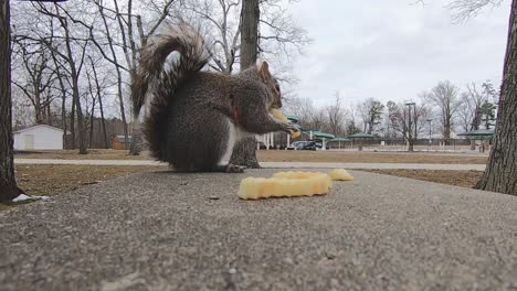 grey squirrel in a city park finishes a french fry and then picks up a different one and begins to eat it after jumping onto a park bench in slow motion