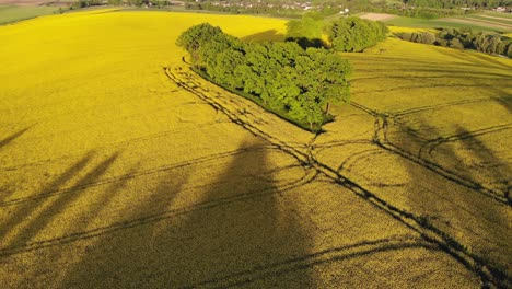 Vivid-green-trees-amid-yellow-rapeseed-field-at-sunset-in-Poland,-aerial-view