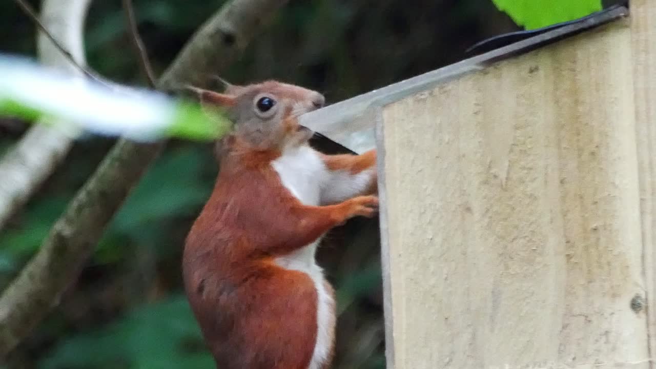 Bushy tail red squirrel jumping into woodland feeding box chewing nuts and seeds