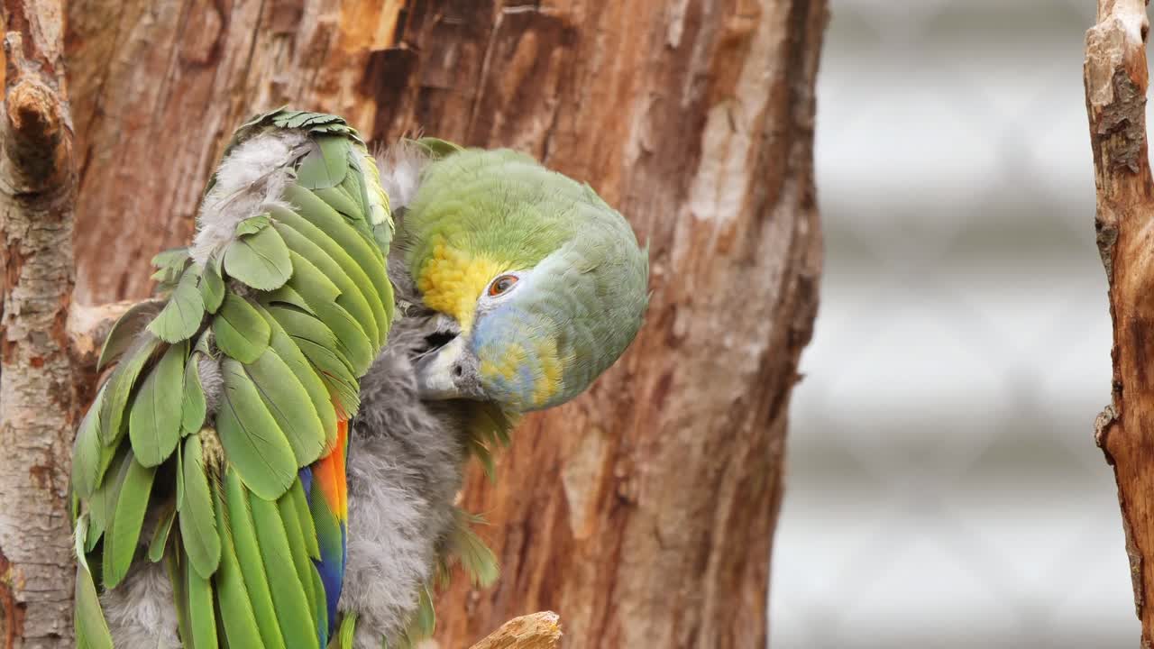 loro verde amarillo guacamayo lavándose con pico durante la madrugada