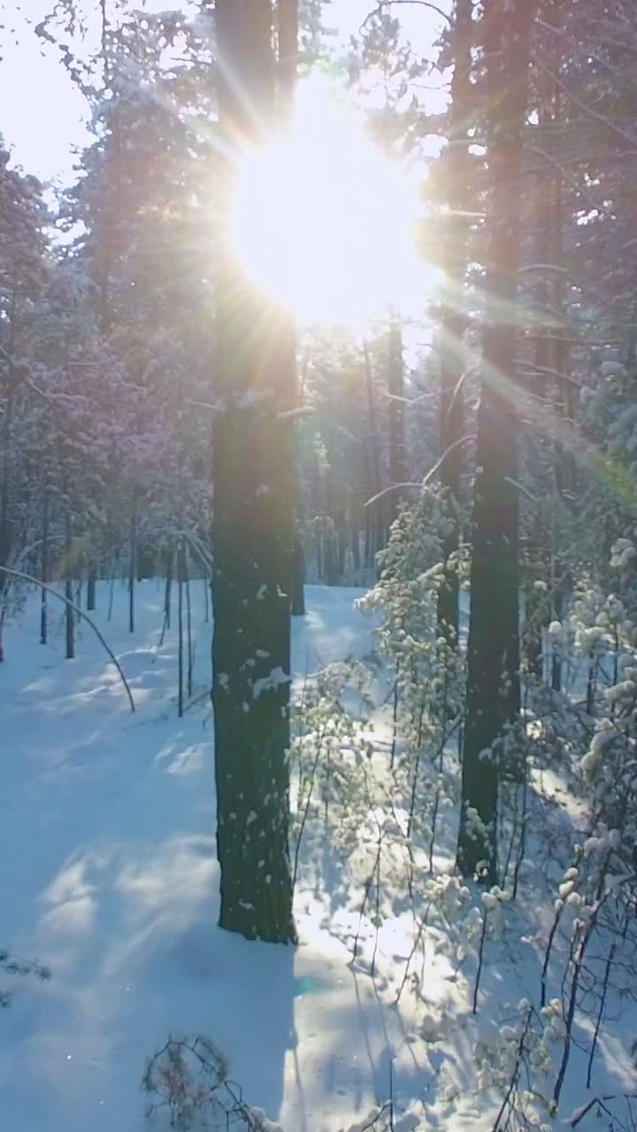 겨울의 숲의 빛