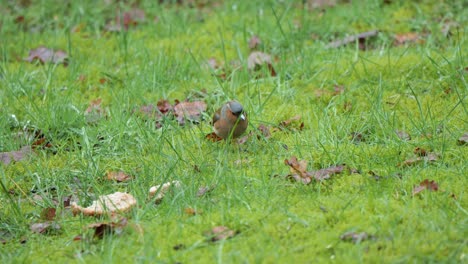 Gemeiner-Buchfinkvogel-Auf-Dem-Gras-Mit-Abgefallenen-Blättern