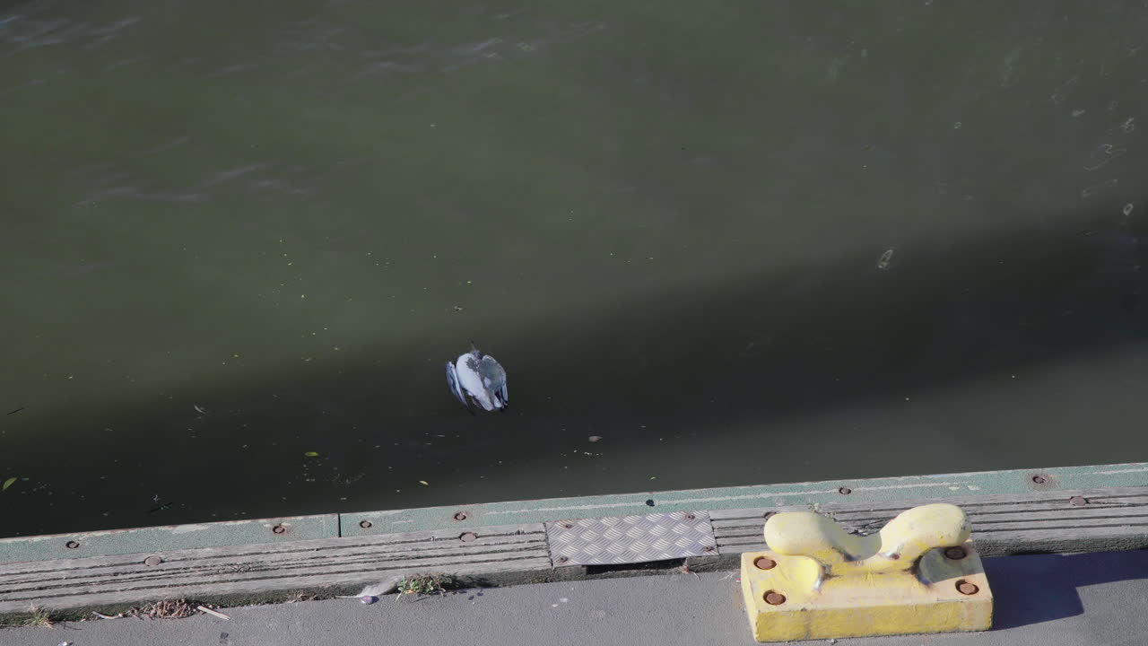 Gaviota muerta flotando en el agua