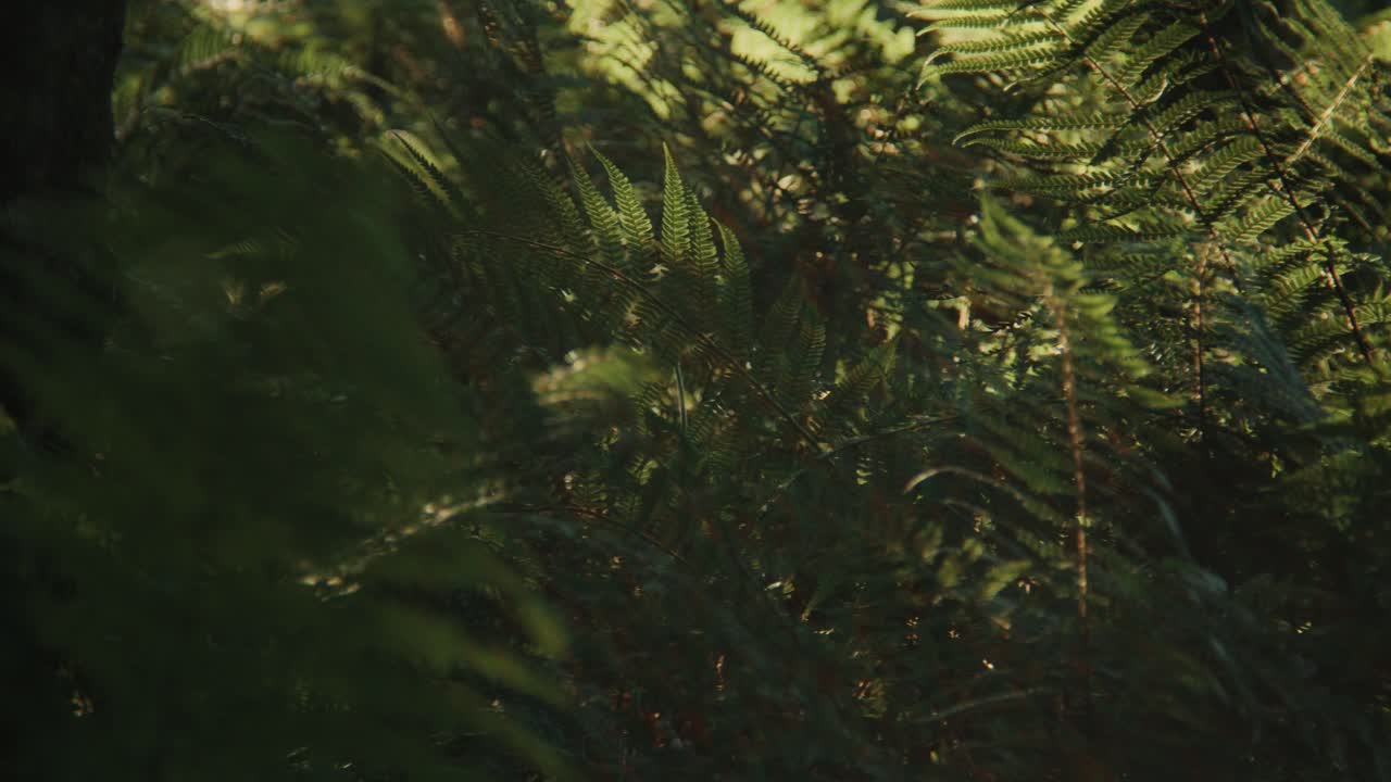 Slow pan across forest in summer with ferns and trees and insects ...