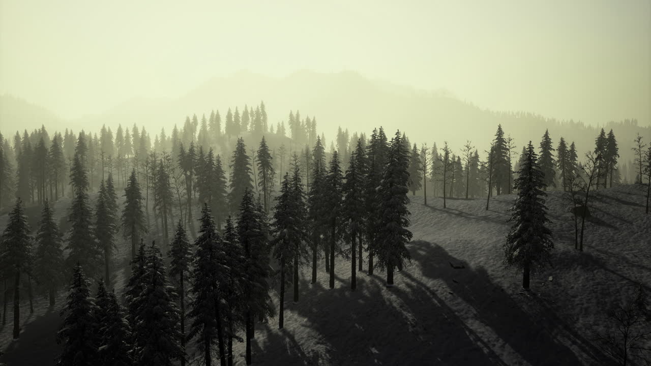 Winter landscape with evergreen trees under soft sunlight during foggy morning