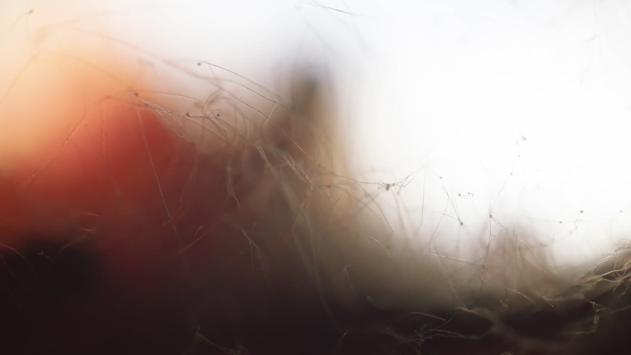 Mold colony aerial hyphae and sporangium focus ramping view