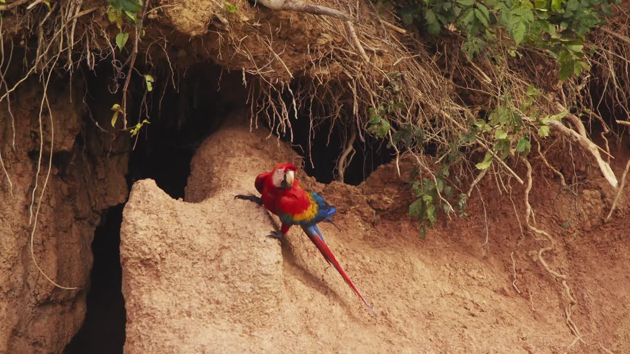 un solo guacamayo escarlata se encuentra en una liza de arcilla de chuncho, consumiendo arcilla en un cautivador primer plano en la luz de la mañana