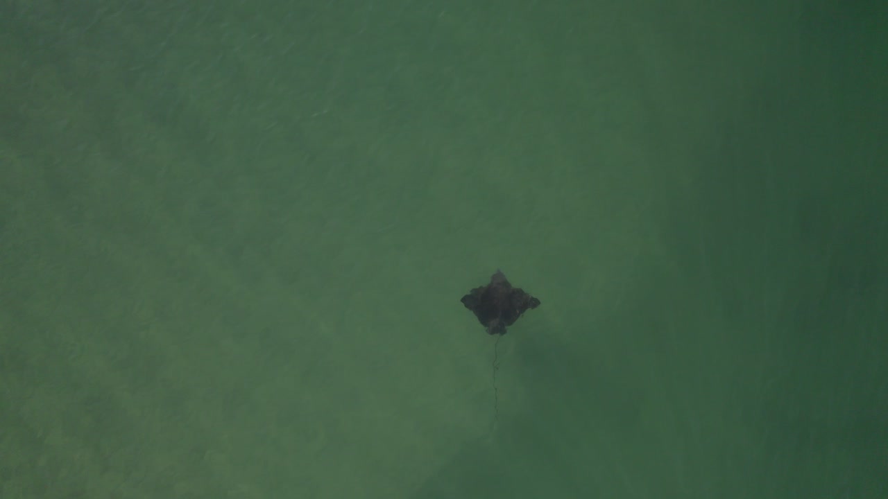 맑고 푸른 물을 통해 본 만타 레이 tallebudgera