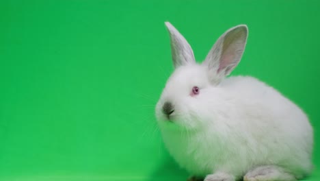 easter white hare on a green background in the studio