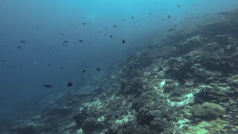 Numerous-Redtoothed-triggerfish-swim-gracefully,-creating-a-mesmerizing-view