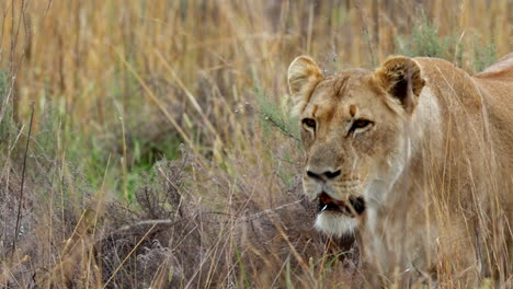 leona alerta paseando por las hierbas en busca de presas, rastreando con telefotografía