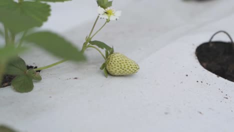 A-unripe-strawberry-and-a-flower-to-grow-into-a-strawberry-from-the-plant