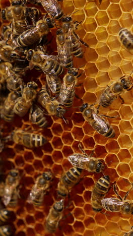 worker bees move around the created wax cells. stripy insects crawl over the frame. close up. blurred backdrop. vertical video