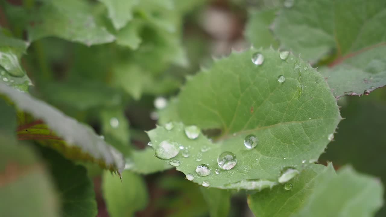 잎 에 내리는 이슬